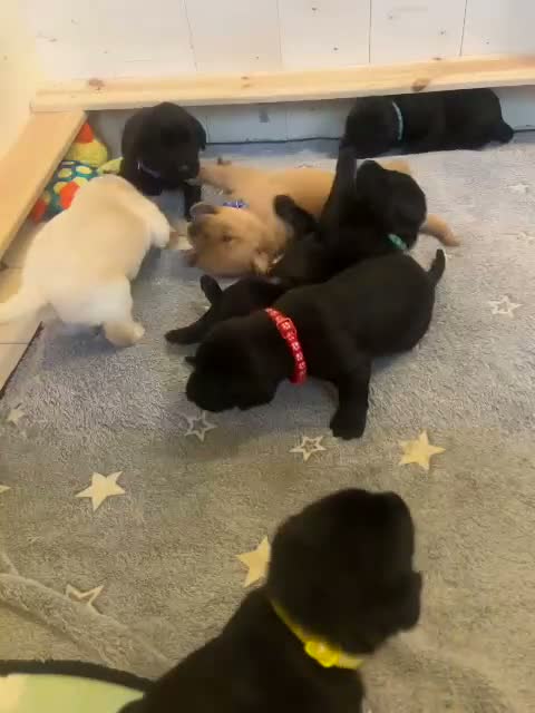 Labrador Retriever dogs for sale: Beautiful KC Registered labrador puppies for sale - Video 2