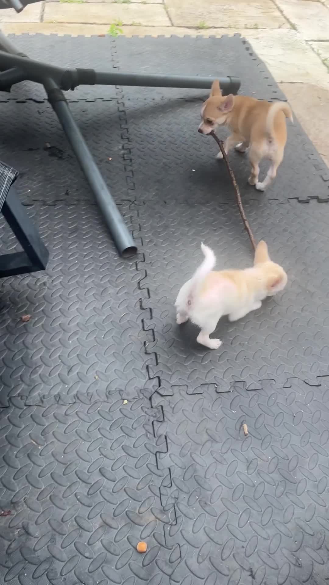 Chihuahua dogs for sale: 3 small chihuahua puppies  - Video 5