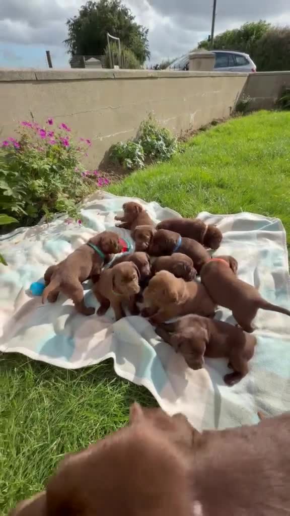 Labrador Retriever dogs for sale: ⭐️ KC Registered Chocolate Lab Puppies ⭐️ - Video 3