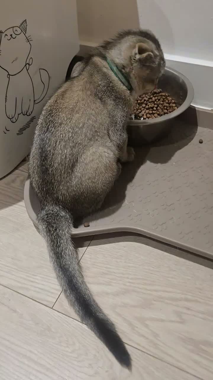 British Shorthair cats for sale: RARE BLACK GOLDEN BRITISH SHORTHAIR - Video 2