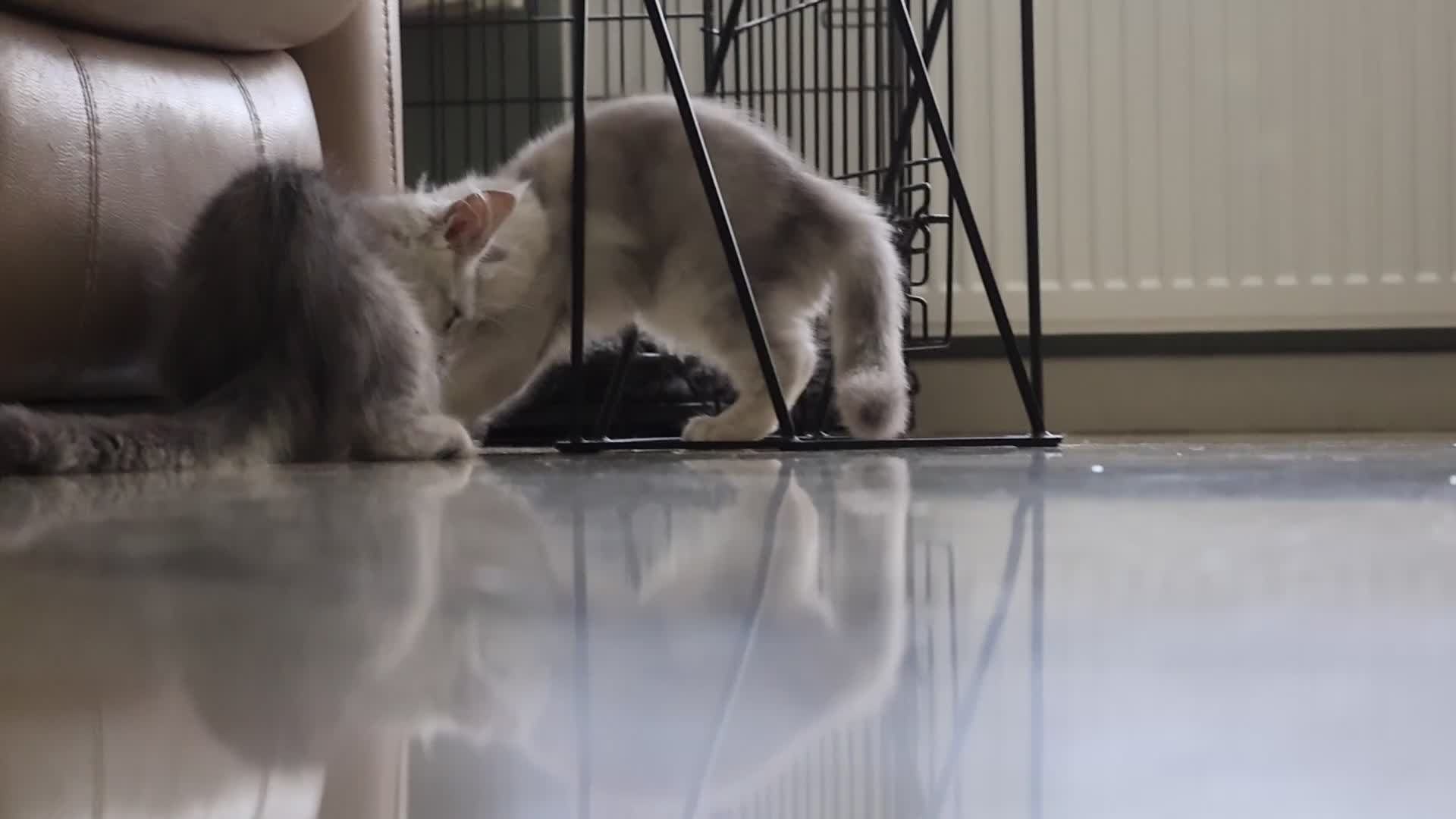 Maine Coon cats for sale: **ONLY 2** High Silver Shaded Kittens Left!😻 - Video 3