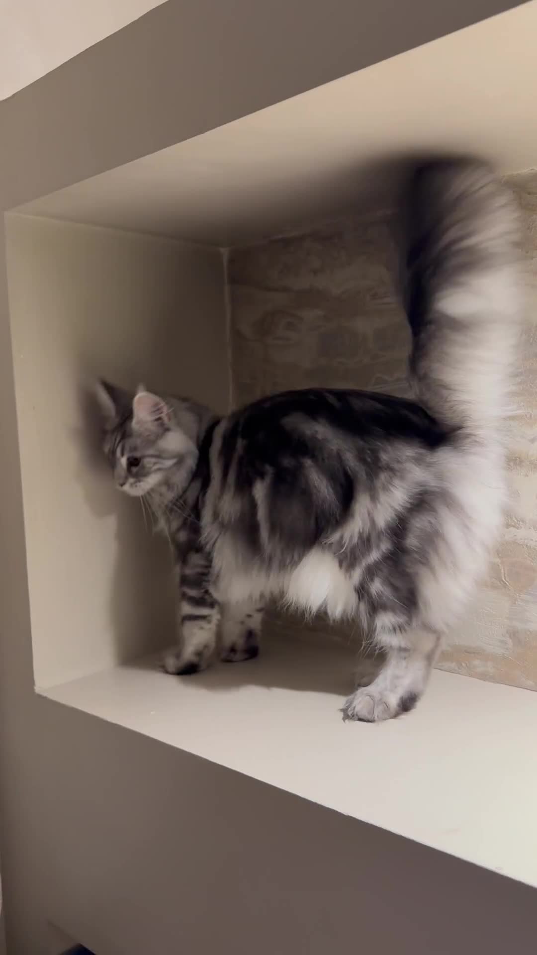 Maine Coon cats for sale: TICA Active Silver Female  - Video 1