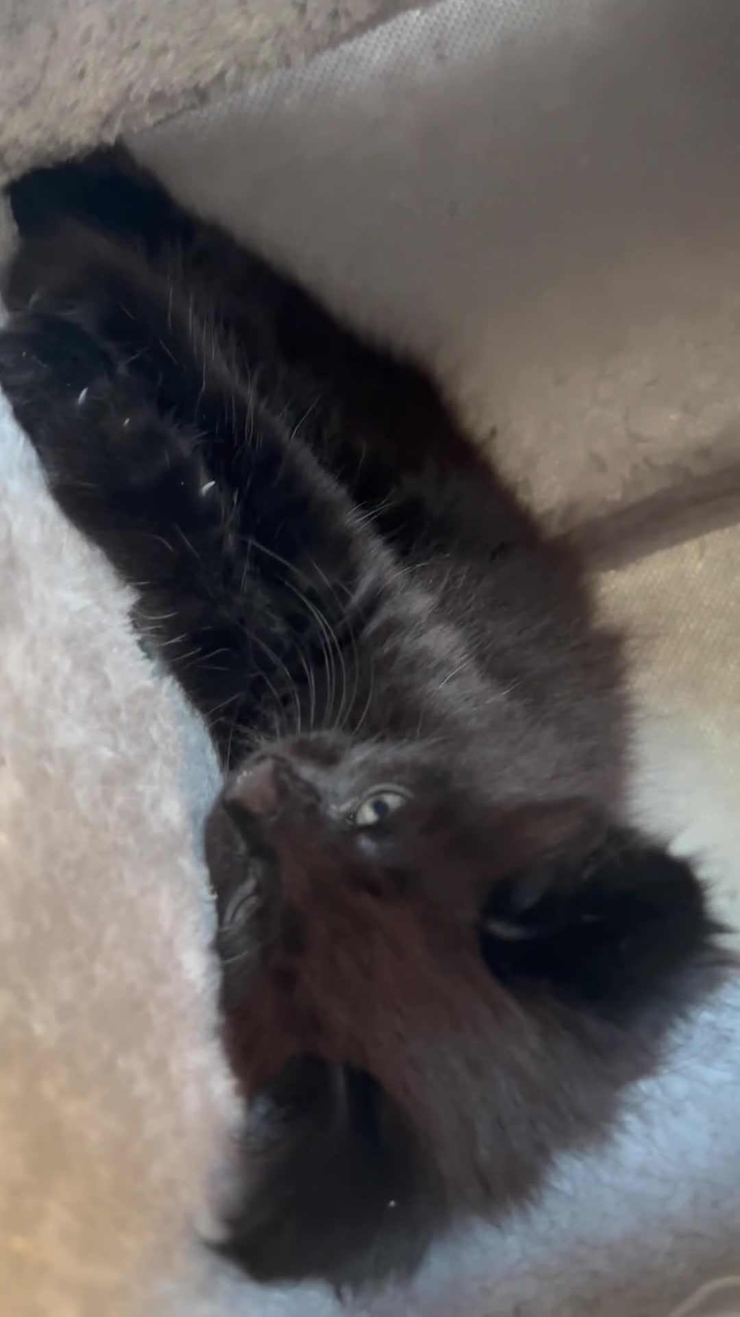 Mixed Breed cats for sale: £60 each - Video 1