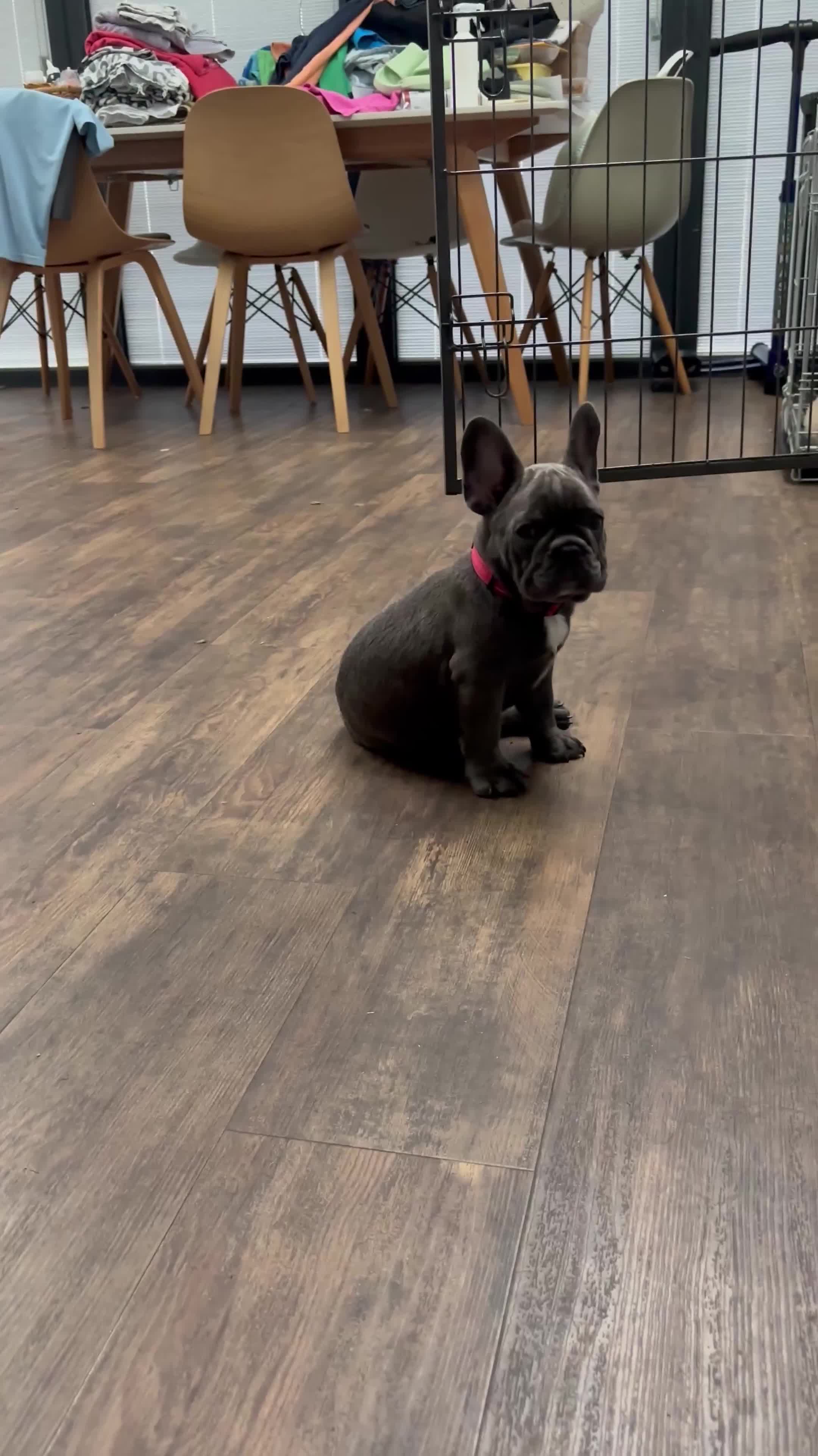 French Bulldog dogs for sale: 🐾KC registered Ready to go to there New homes🐾 - Video 3