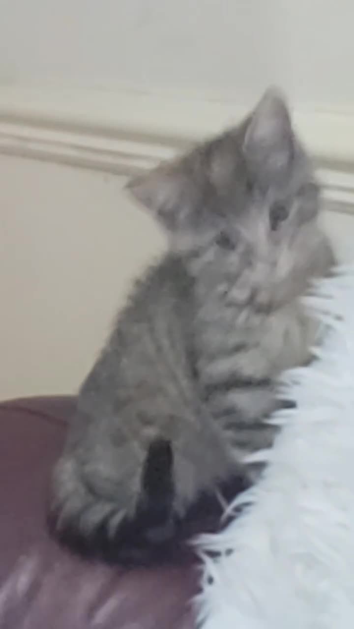 Domestic Shorthair cats for sale: Adorable precious kitten🤍 in Birmingham - Video 1