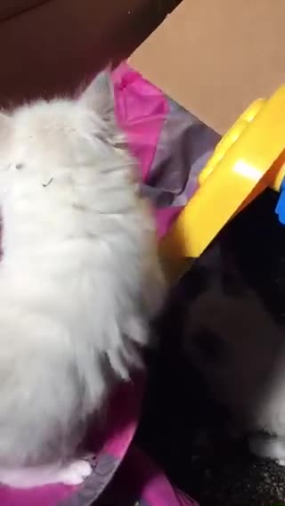 Ragdoll cats for sale:  Ragdoll Kittens HCM and PKD genes clear - Video 1