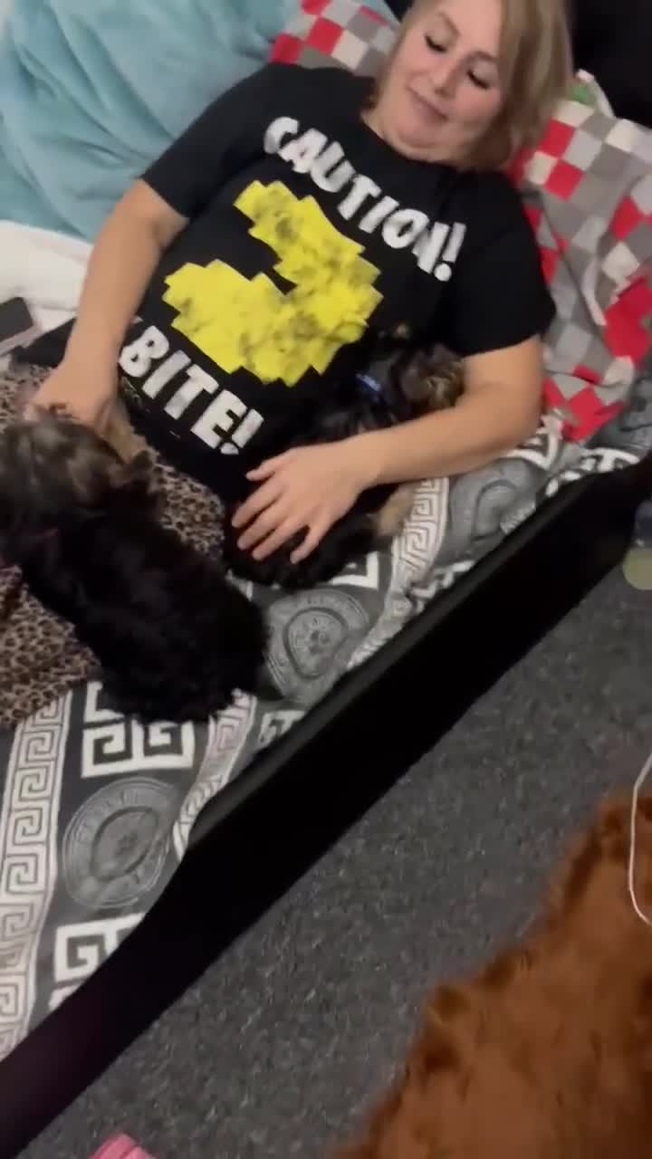 Yorkshire Terrier dogs for sale: Adorable Yorkshire Terrier girl puppies  - Video 2