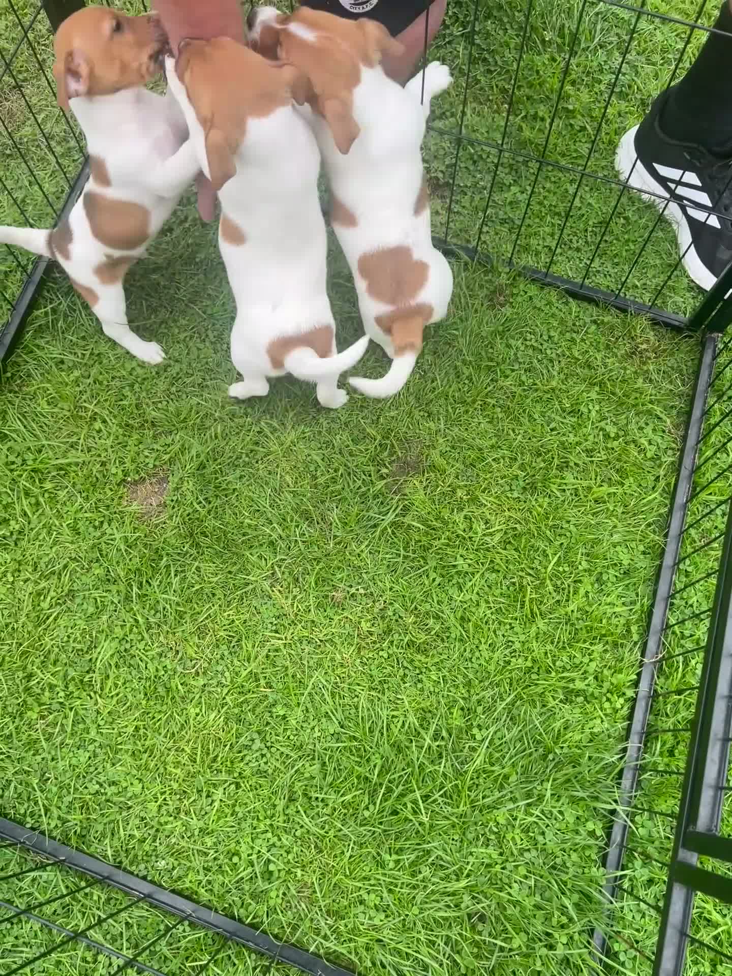 Jack Russell dogs for sale: Gorgeous Jack Russel Puppies  - Video 1