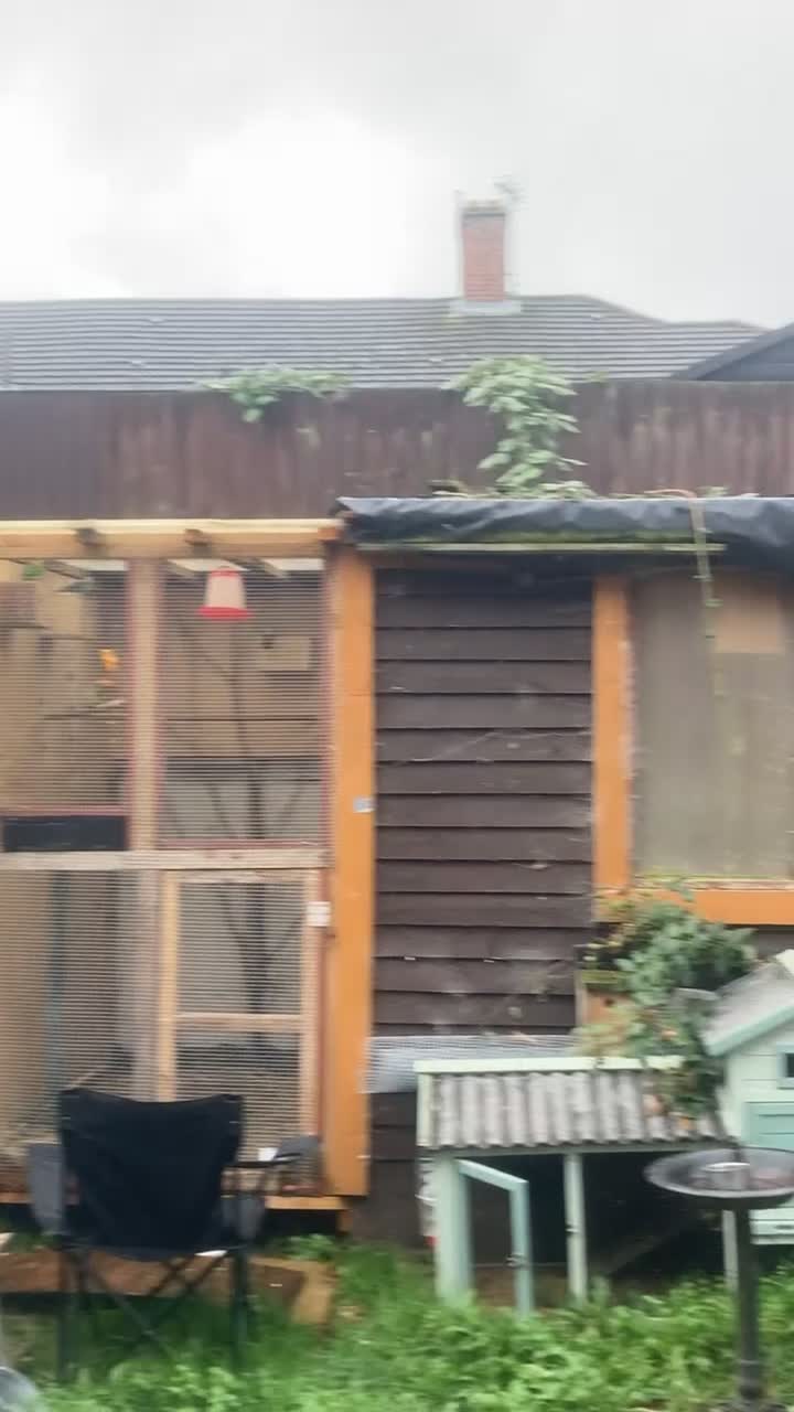 Cockatiels birds for sale: Birds Wanted  - Video 1