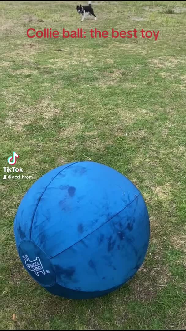 Australian Cattle Dog dogs for stud: Beautiful blue Heeler for stud in London - Video 1