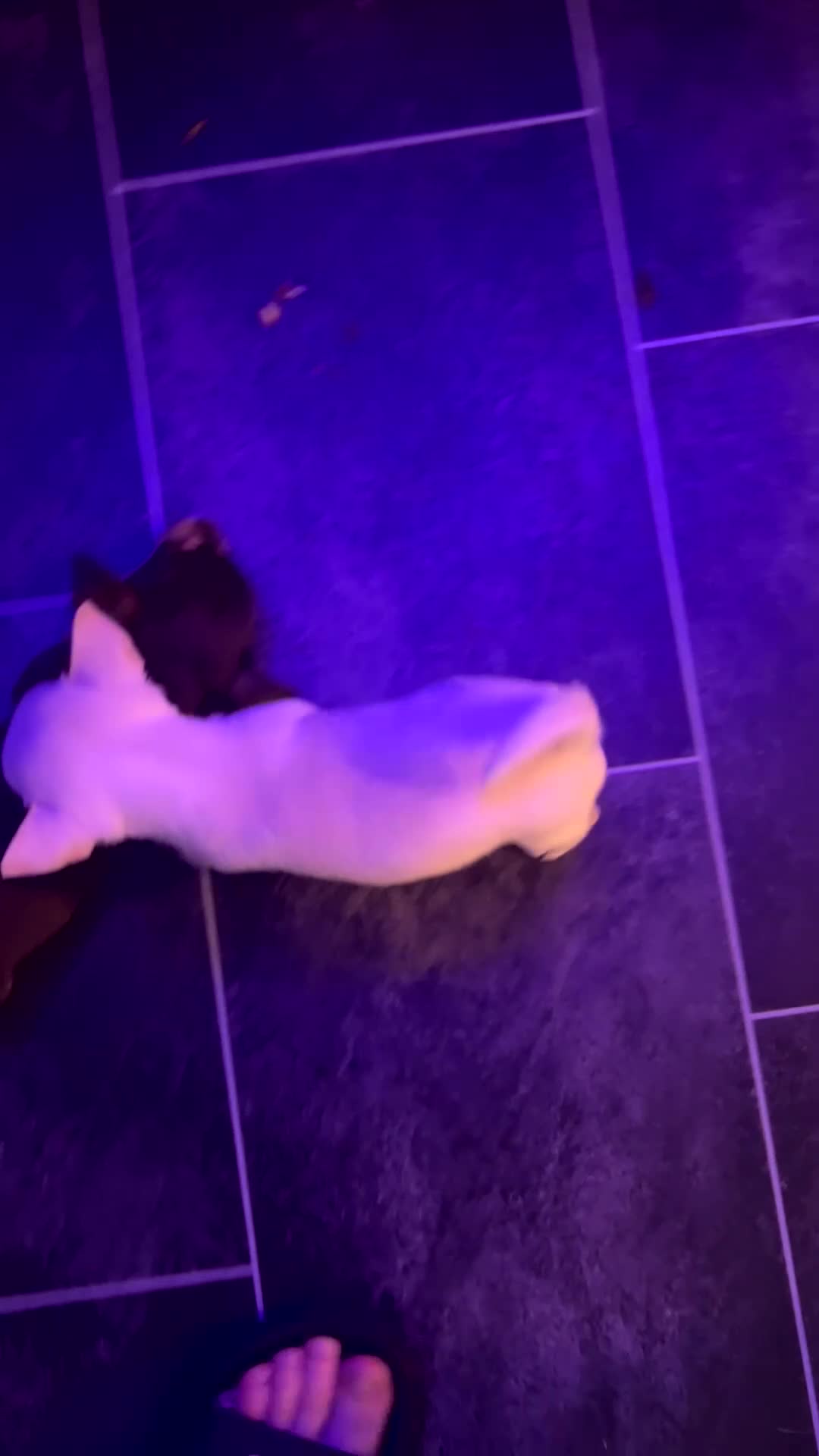 Chihuahua dogs for sale: Female chihuahua  - Video 1