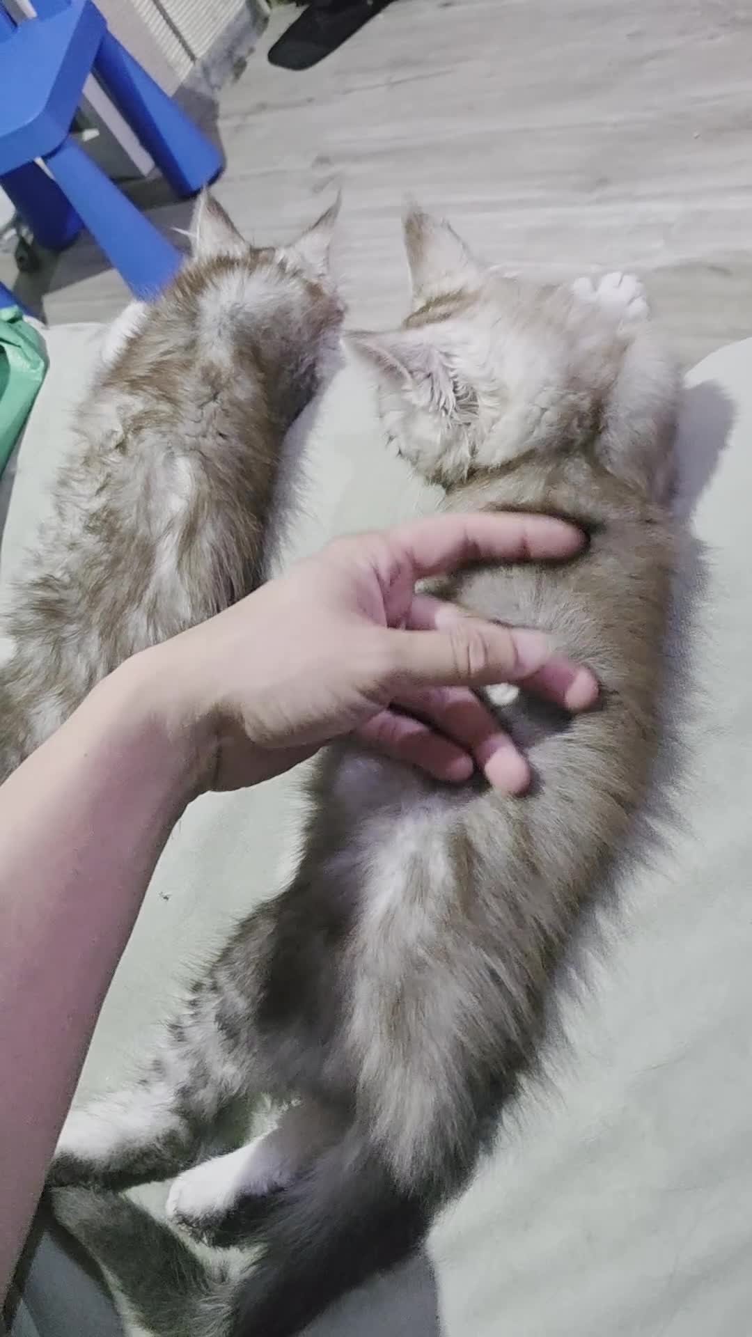 Maine Coon cats for sale: TICA Mainecoon sliver ,blue eye kitten - Video 1