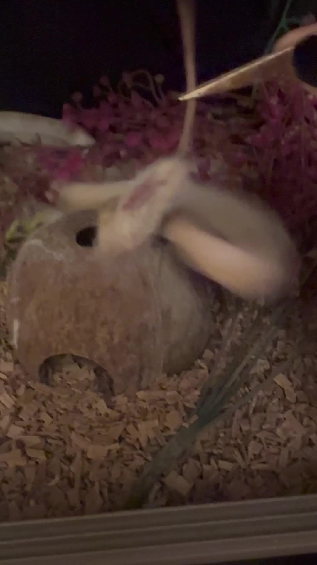Corn Snake reptiles for sale: Corn snake + Viv - Video 1