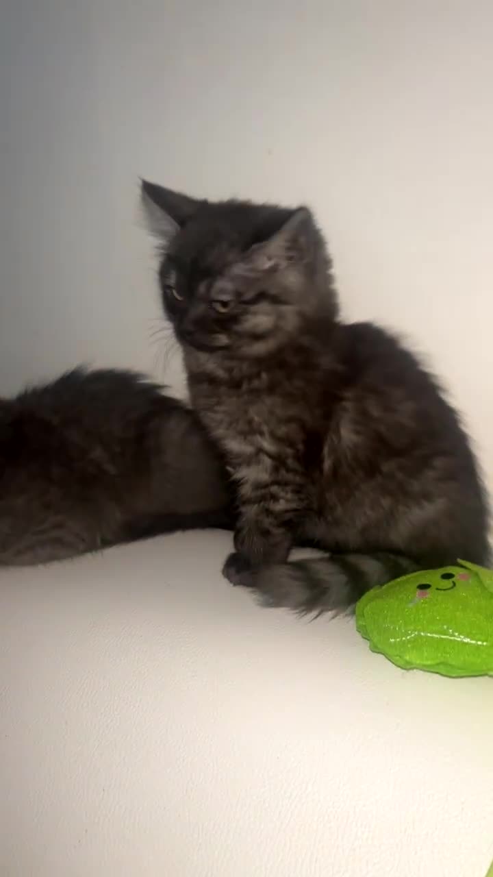 Maine Coon cats for sale: Mainecoon cross Persian chinchilla 🩷 - Video 3