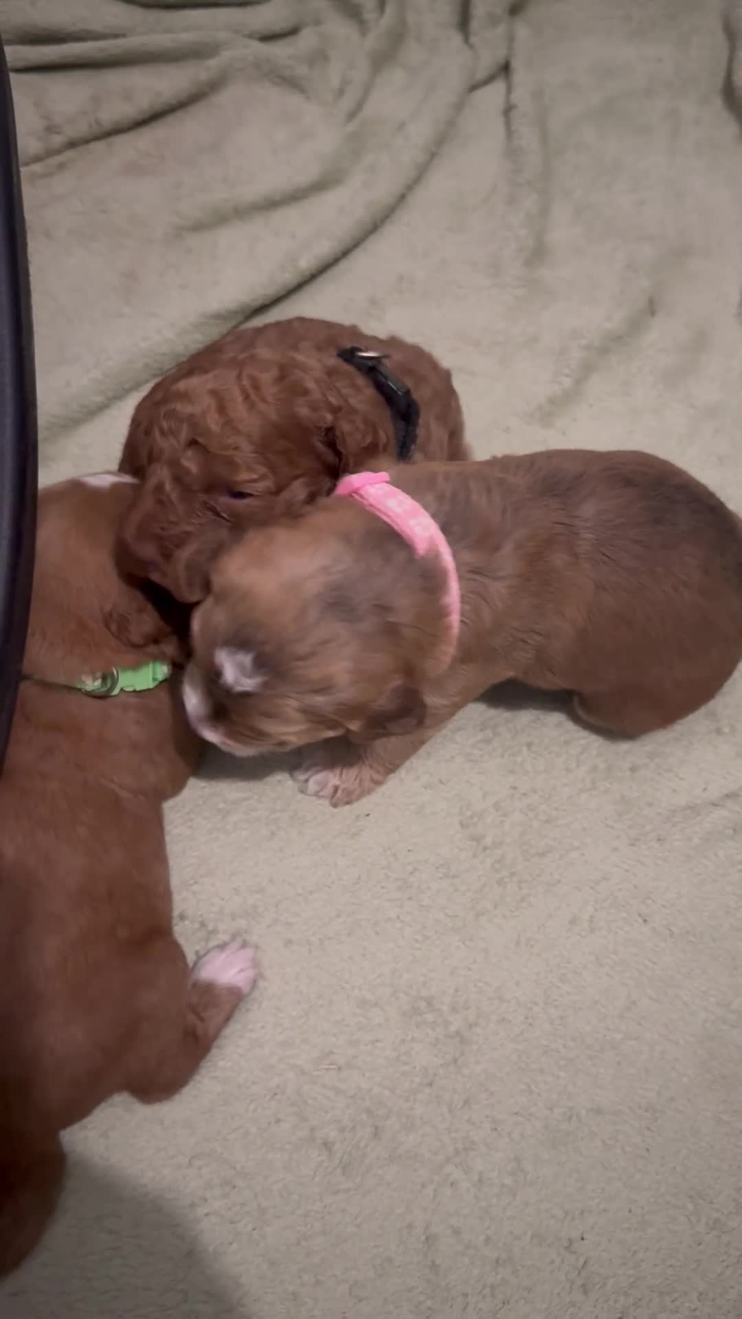 Cockapoo dogs for sale: 5 Beautiful Cockapoo Puppies  - Video 2