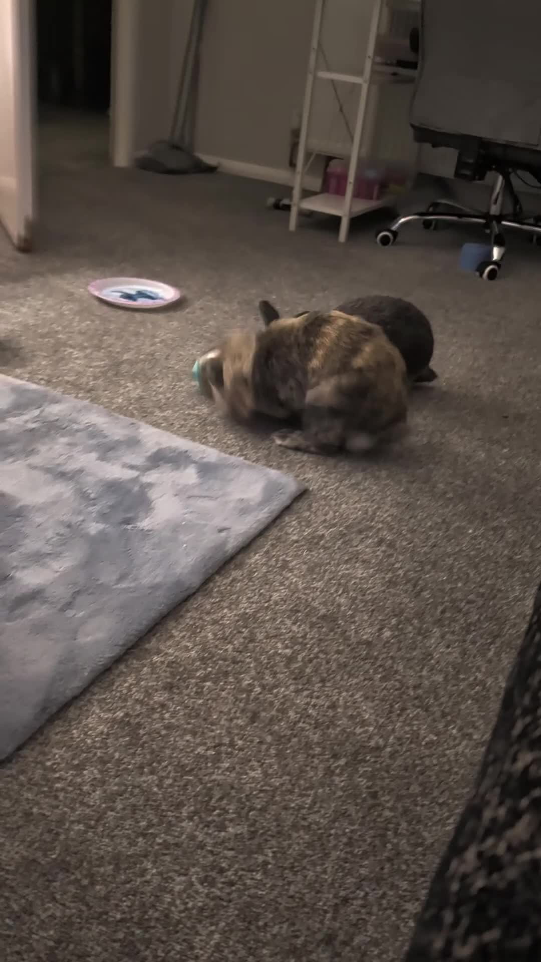 Mini Lop rabbits for sale: Mini Lop & Lion head  in Derby - Video 1