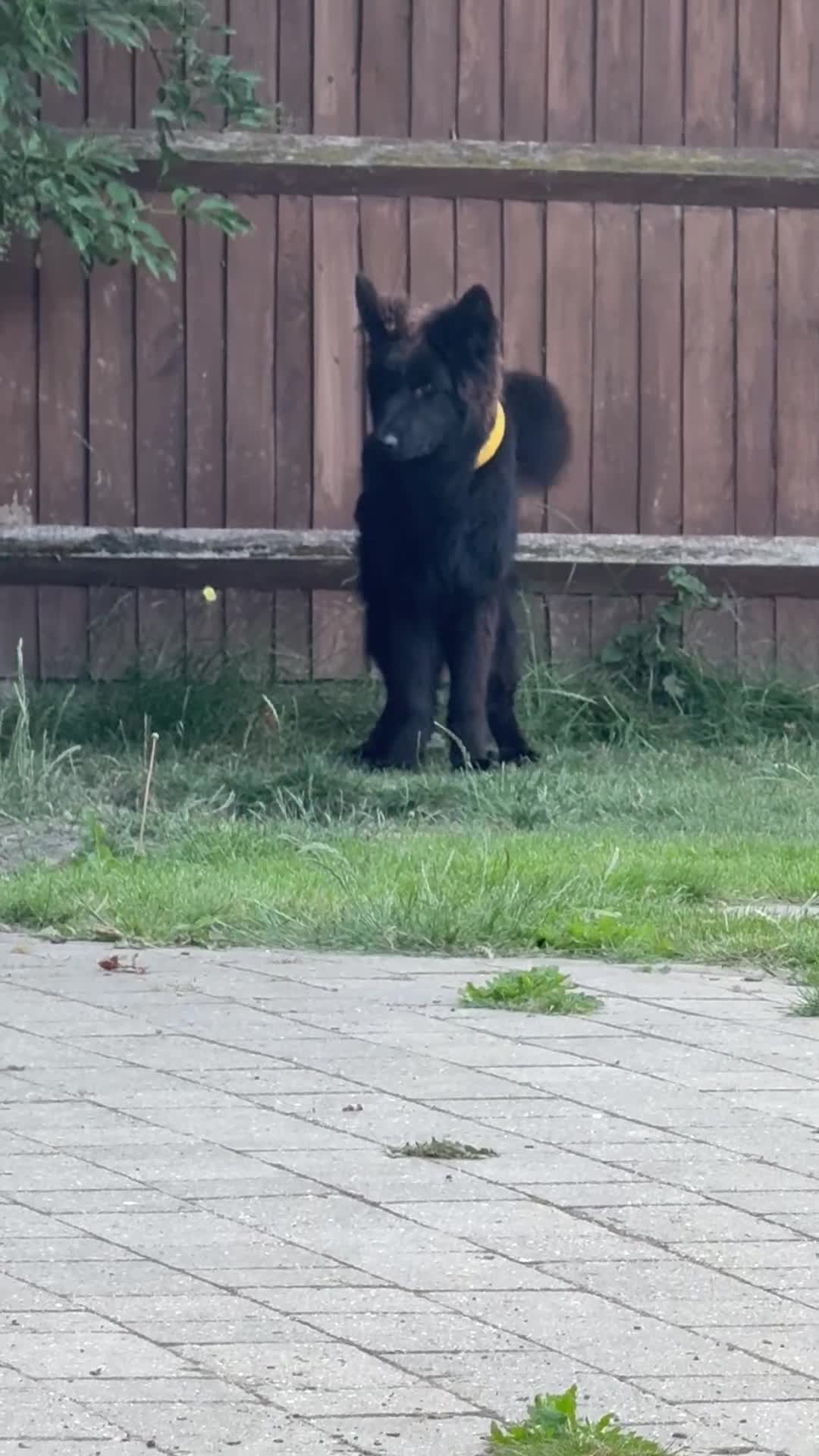 German Shepherd dogs for sale: Long coat German Shepherd - Video 1