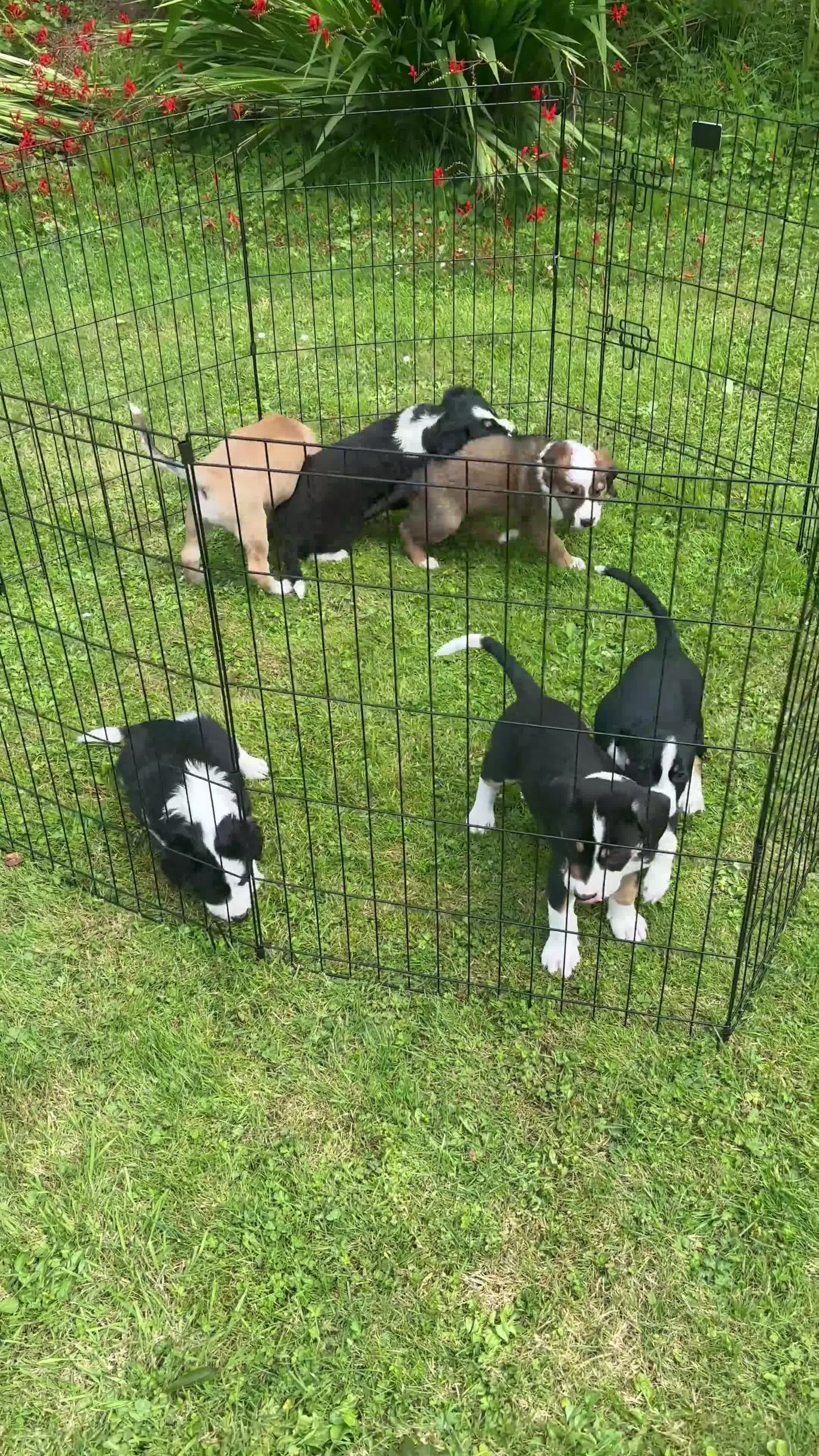 Mixed Breed dogs for sale: Collie x Lurcher Springer - Video 2