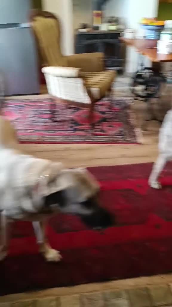 Mixed Breed dogs for adoption: Amazing Millie for adoption  - Video 4