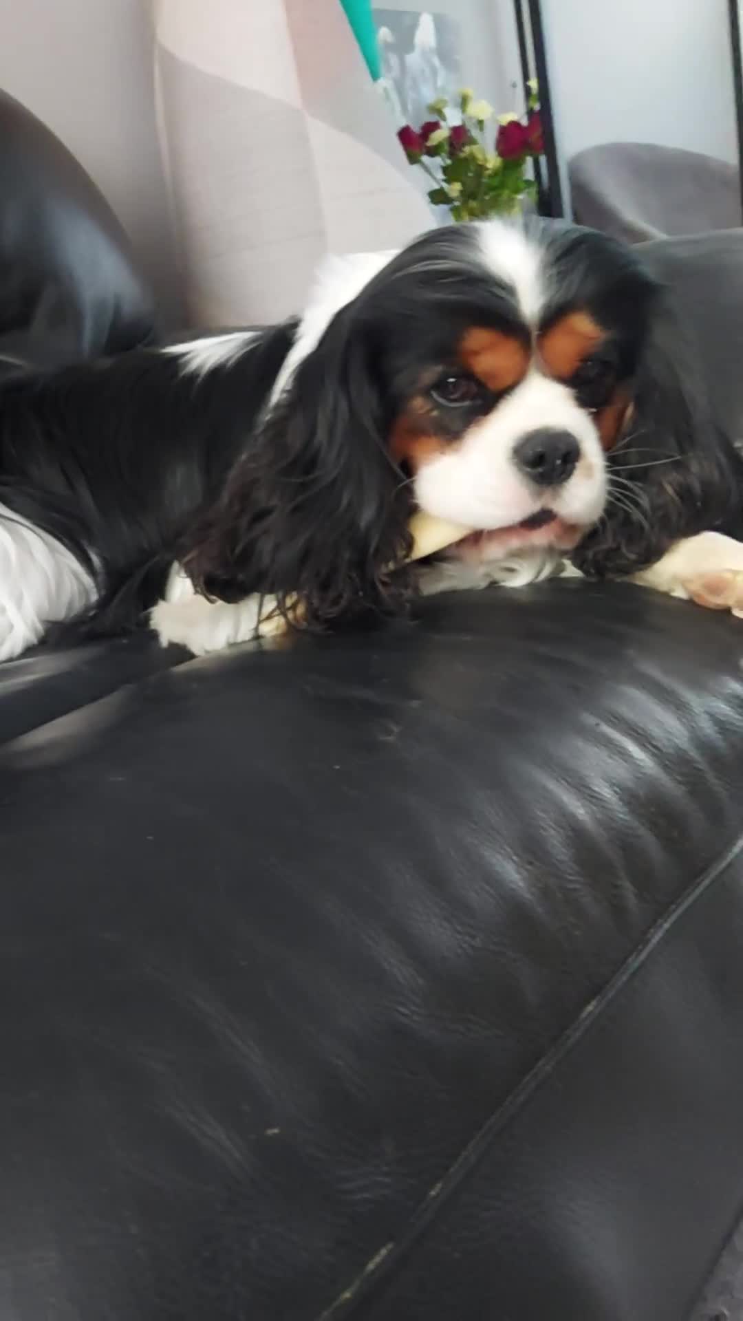 Cavalier King Charles Spaniel dogs for stud: CKCS STUD DOG/ DNA / CHAMPION LINES  - Video 1