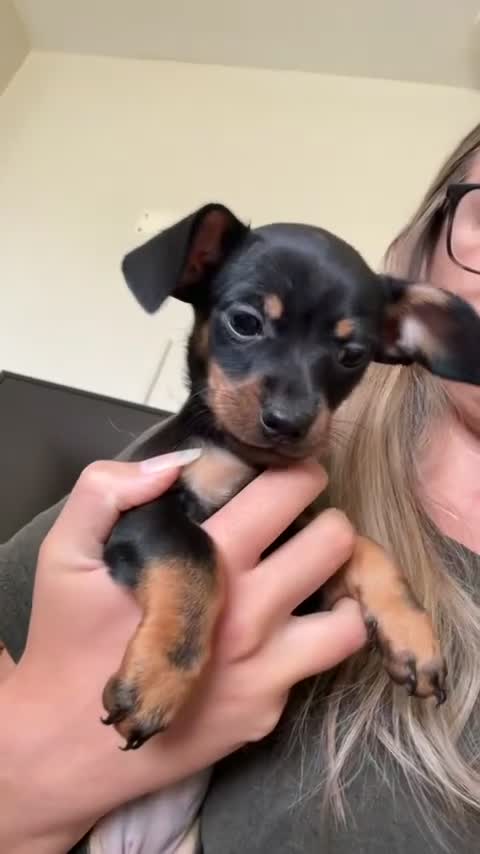 Chiweenie dogs for sale: Tiny dachshund cross chihuahua pups  - Video 1