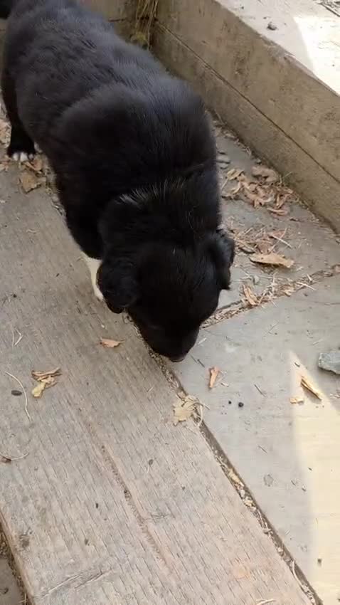 Border Collie dogs for sale: Boarder Collie - Video 2