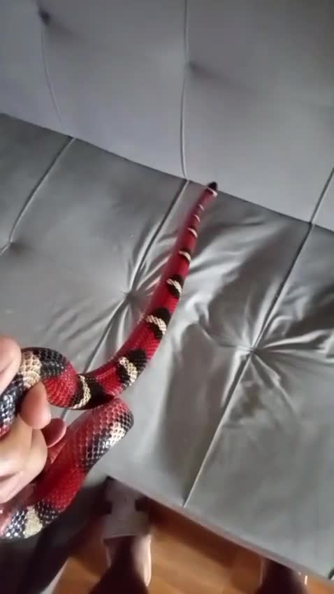 Corn Snake reptiles for sale: Job lot different adult snakes from £45  - Video 2