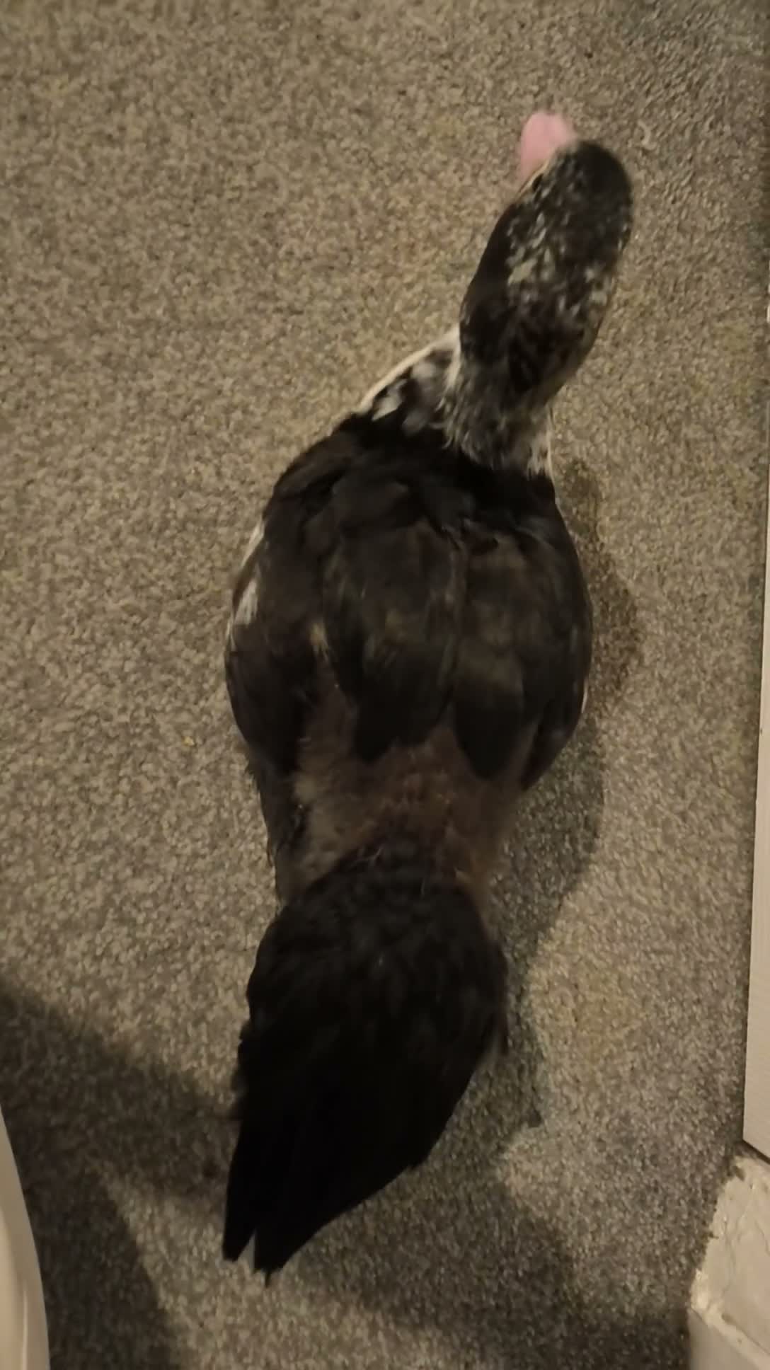 Ducks poultry for sale: Muscovy duckling just over 2 months old in Leeds - Video 2