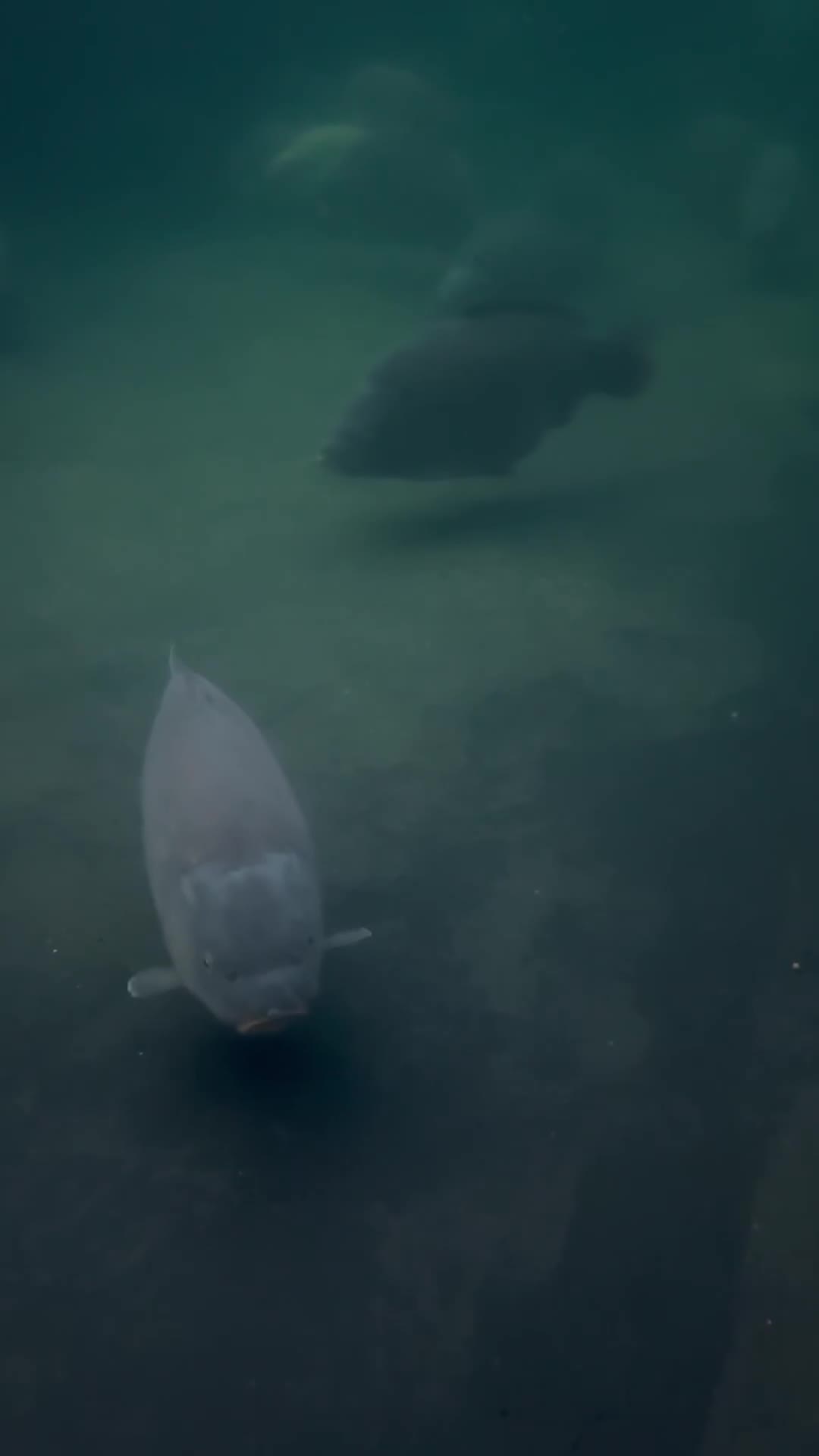 Koi Carp fish for sale: 15-18lb Carp  - Video 1