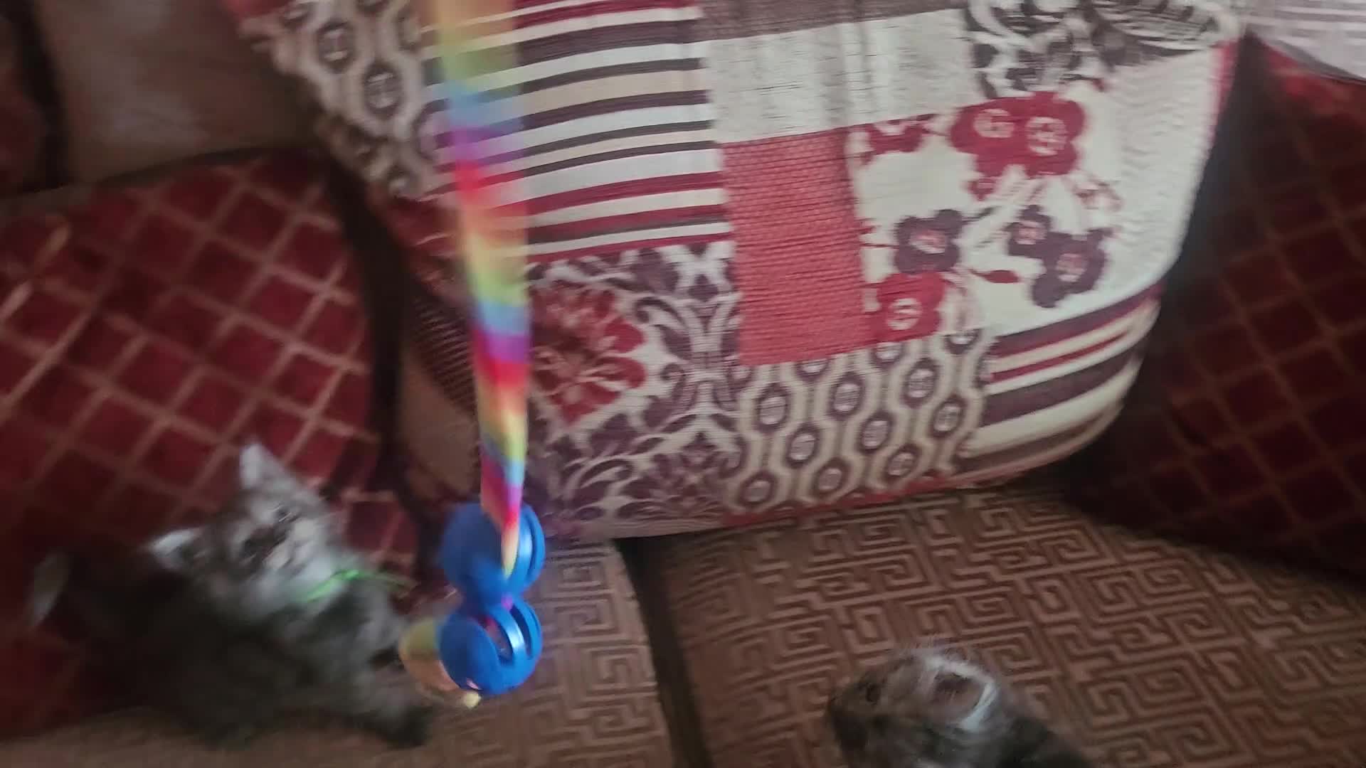 Maine Coon cats for sale: TICA Registered Maine Coon Kittens. - Video 1