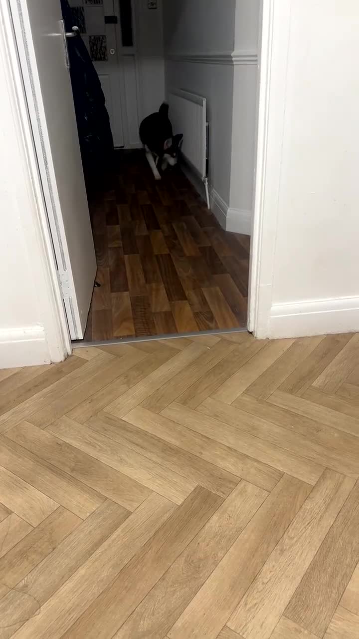 Siberian Husky dogs for sale: Nelly, 4 months  - Video 1