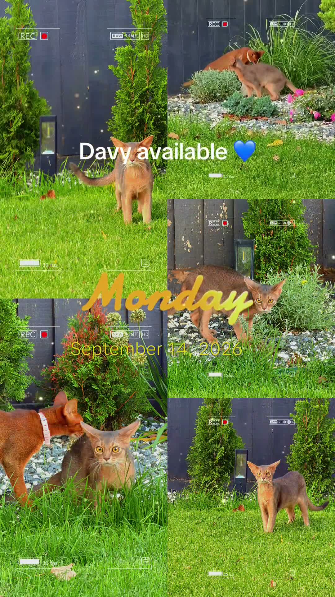 Abyssinian cats for sale: Last lovely boy😻 - Video 1