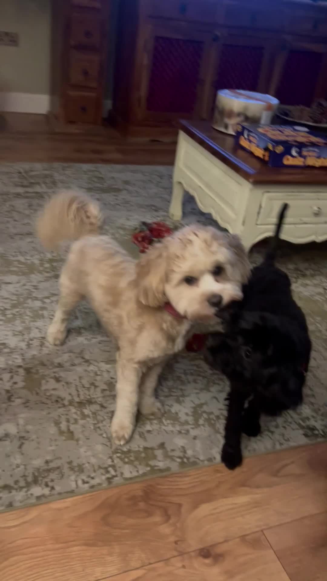 Shihpoo dogs for stud: Our Stunning Shihpoo Teddy for Stud duties in Stevenage - Video 1
