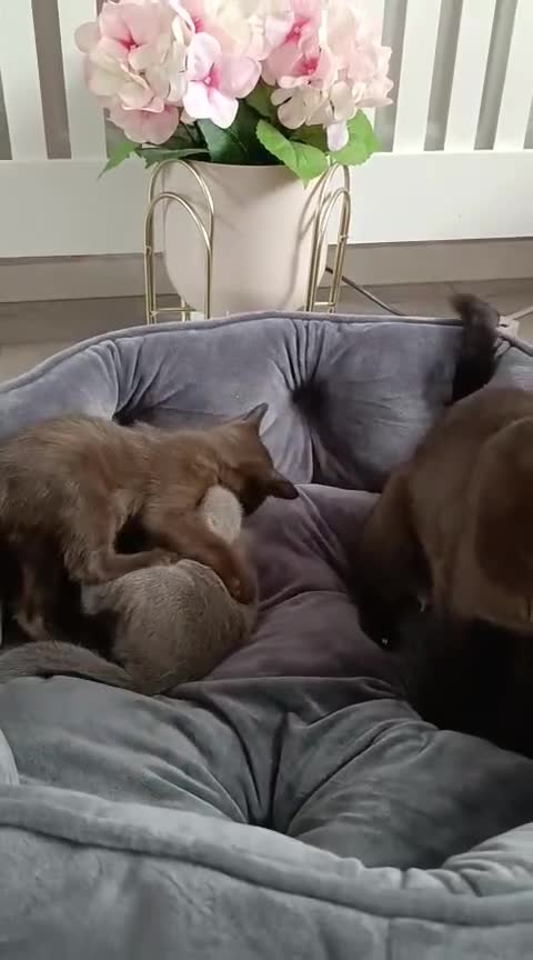 Burmese cats for sale: Burmese kitten 2 boys  - Video 1