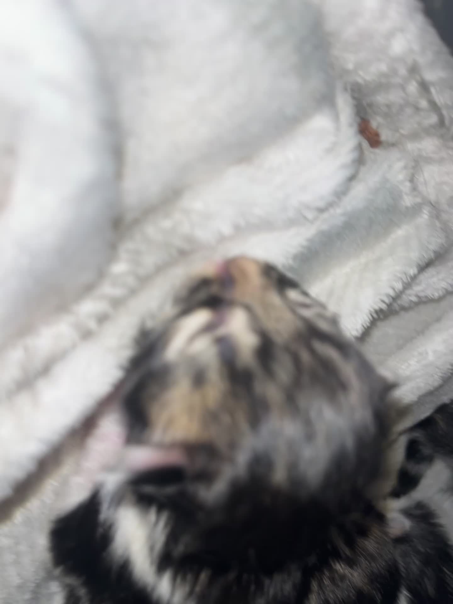 Mixed Breed cats for sale: 3 gorgeous male kittens  - Video 1