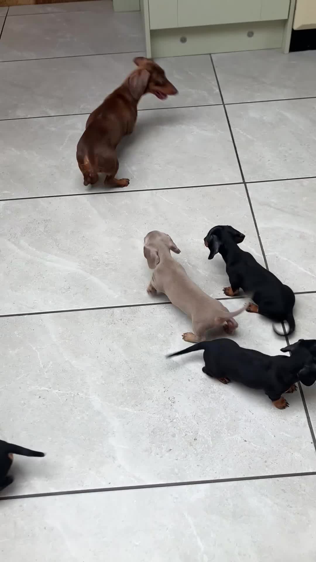 Miniature Dachshund dogs for sale: Mini Dachshund pups - Video 1