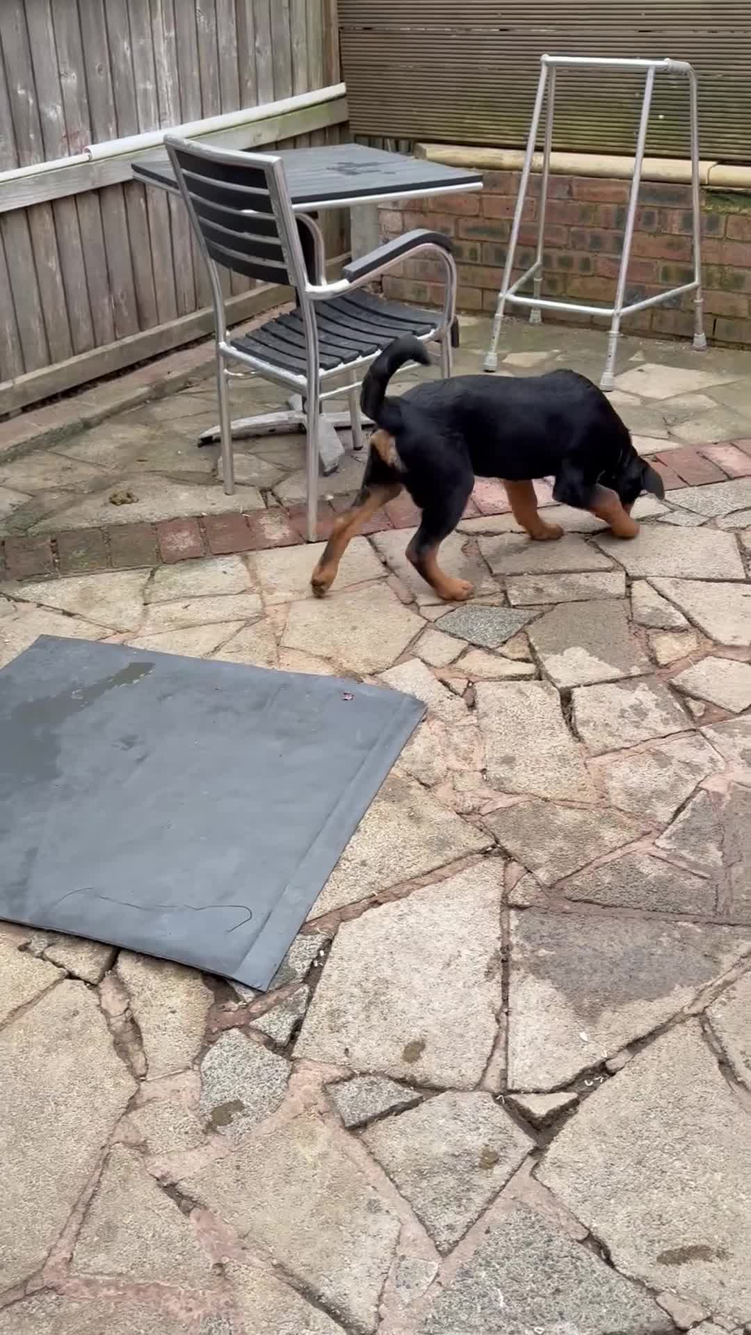 Rottweiler dogs for sale: Last 3 puppies of litter - Video 4