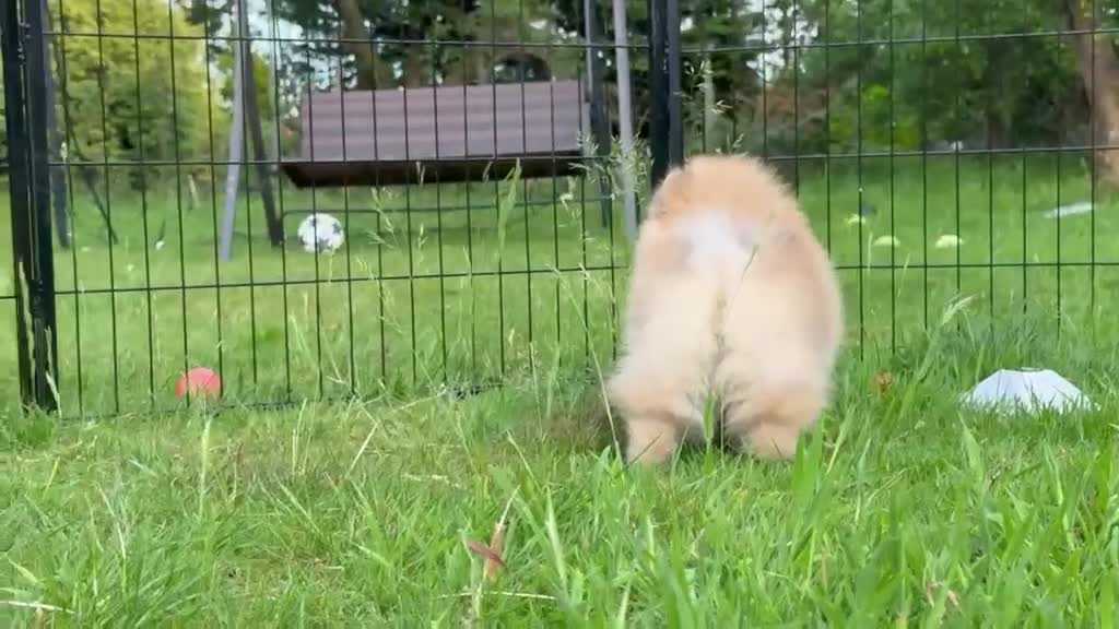 Pomeranian dogs for sale: Tiny Pomeranian Puppies  - Video 2