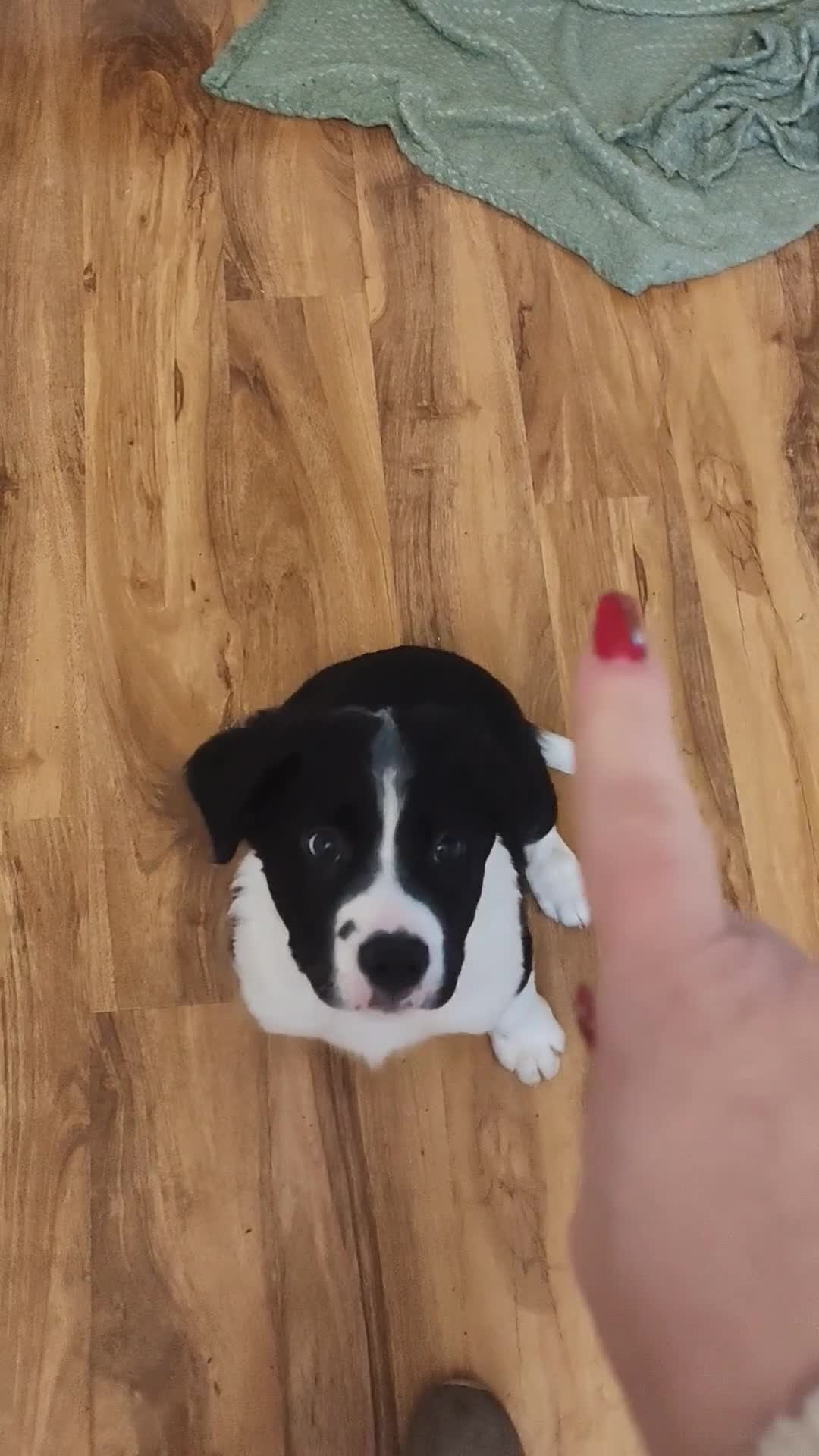 Mixed Breed dogs for sale:  REDUCED!! 2 OLD TYME BORDER COLLIE PUPPIES!  - Video 3