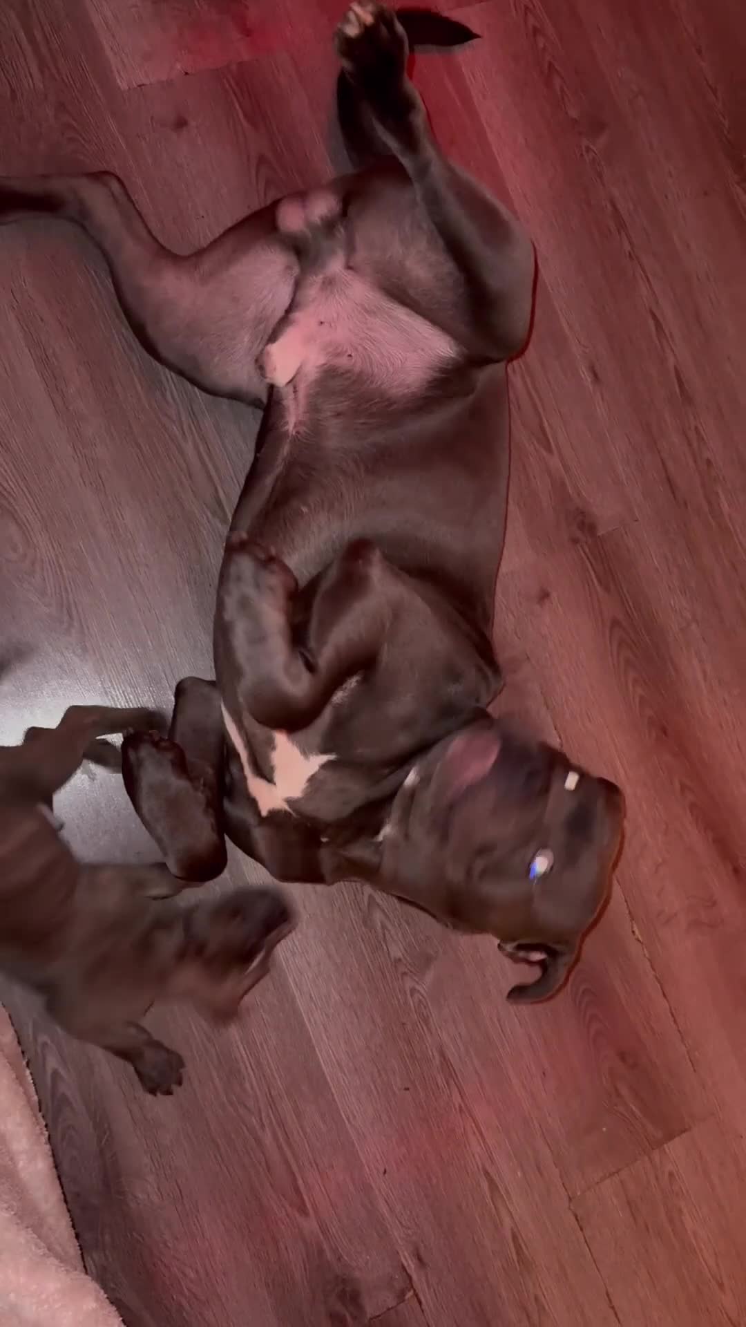 Cane Corso dogs for sale: Cane corso puppies  - Video 1