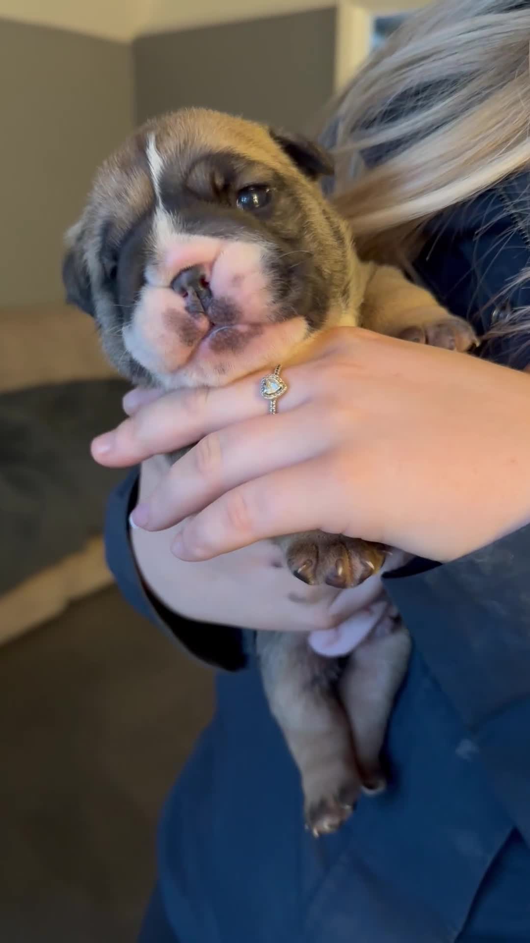 English Bulldog dogs for sale: Traditional English Bulldog Puppies  - Video 1