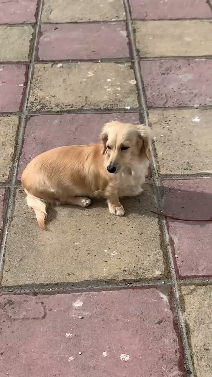Miniature Dachshund dogs for sale: Cream Minature Dachshund adult female longhaired - Video 1
