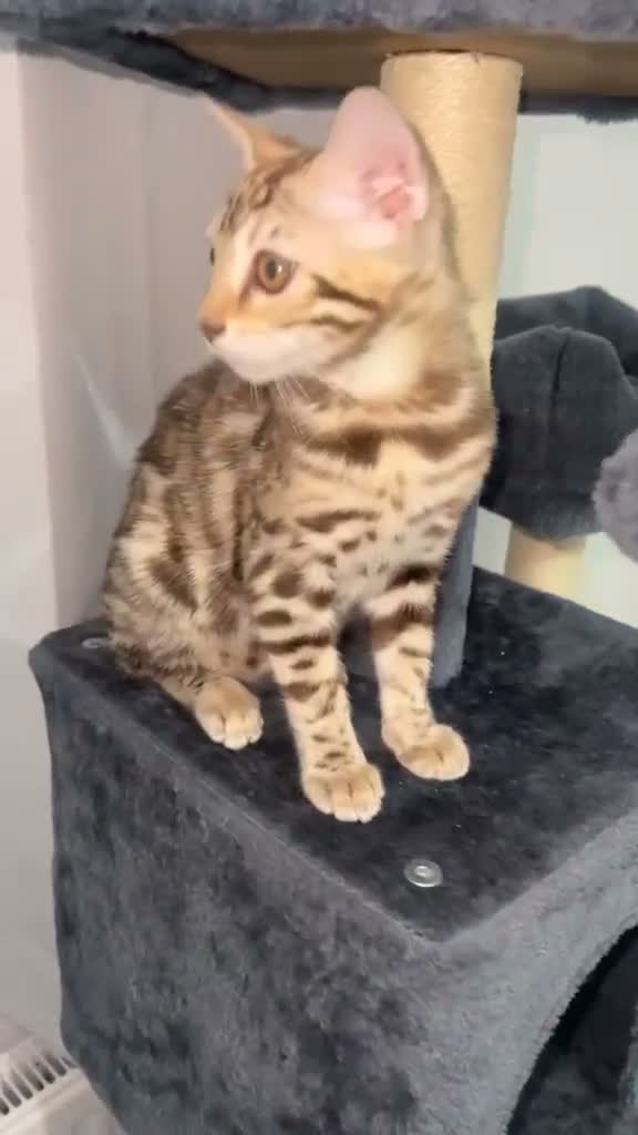 Bengal cats for sale: Stunning Mink Bengal Kitten - Video 2