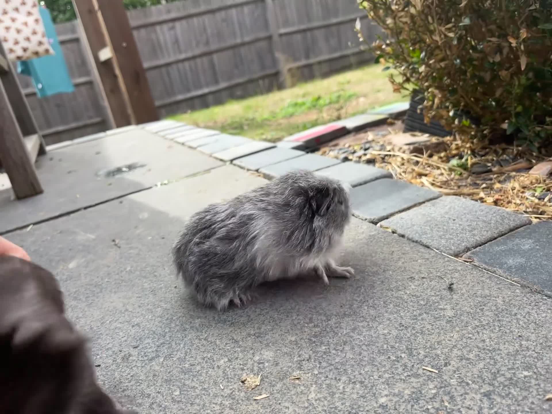 Guinea Pig rodents for sale: 6 week old baby guinea pigs - reserved  - Video 1