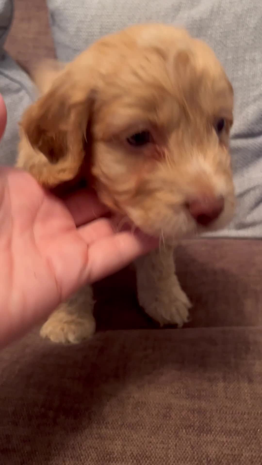 Cockapoo dogs for sale: 💙💗Gorgeous Cockapoo F1 Puppies  - Video 2