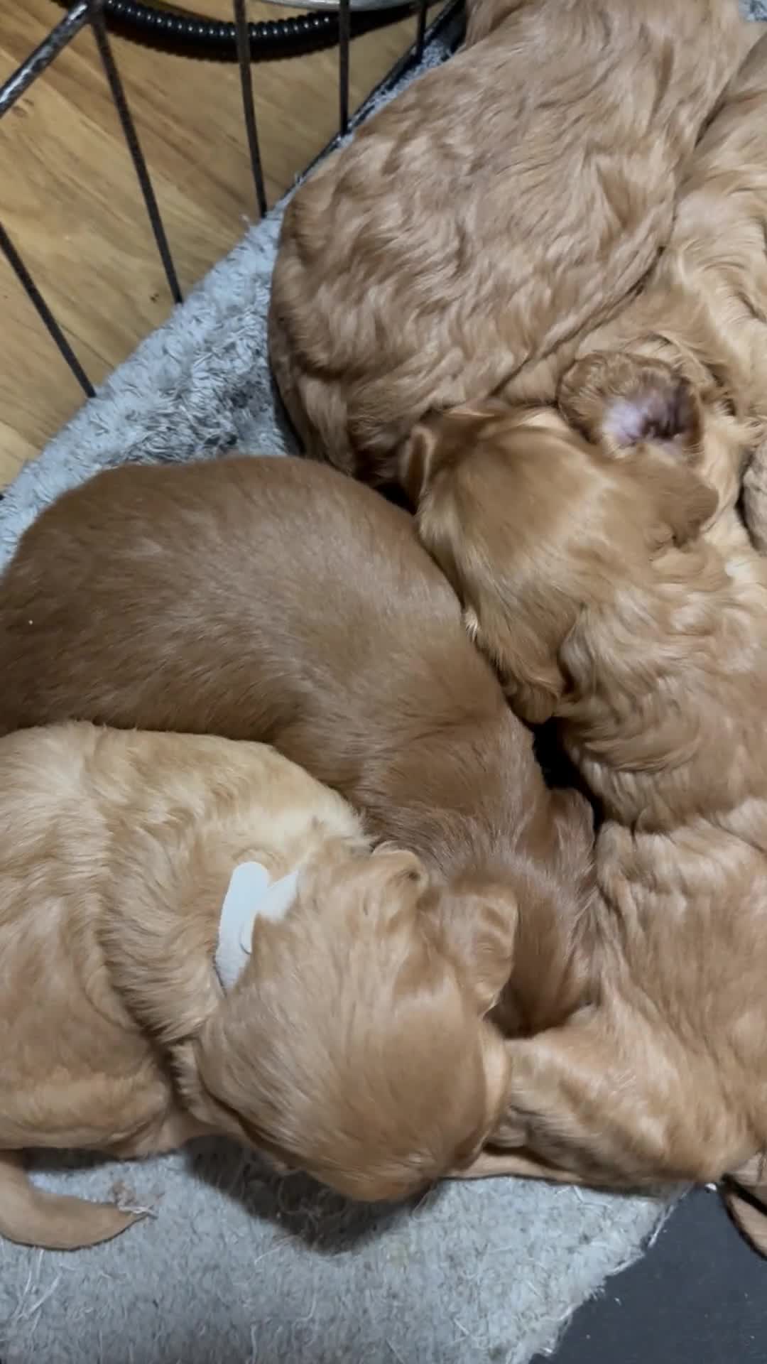Cockapoo dogs for sale: Beautiful Cockapoo puppies - Video 1