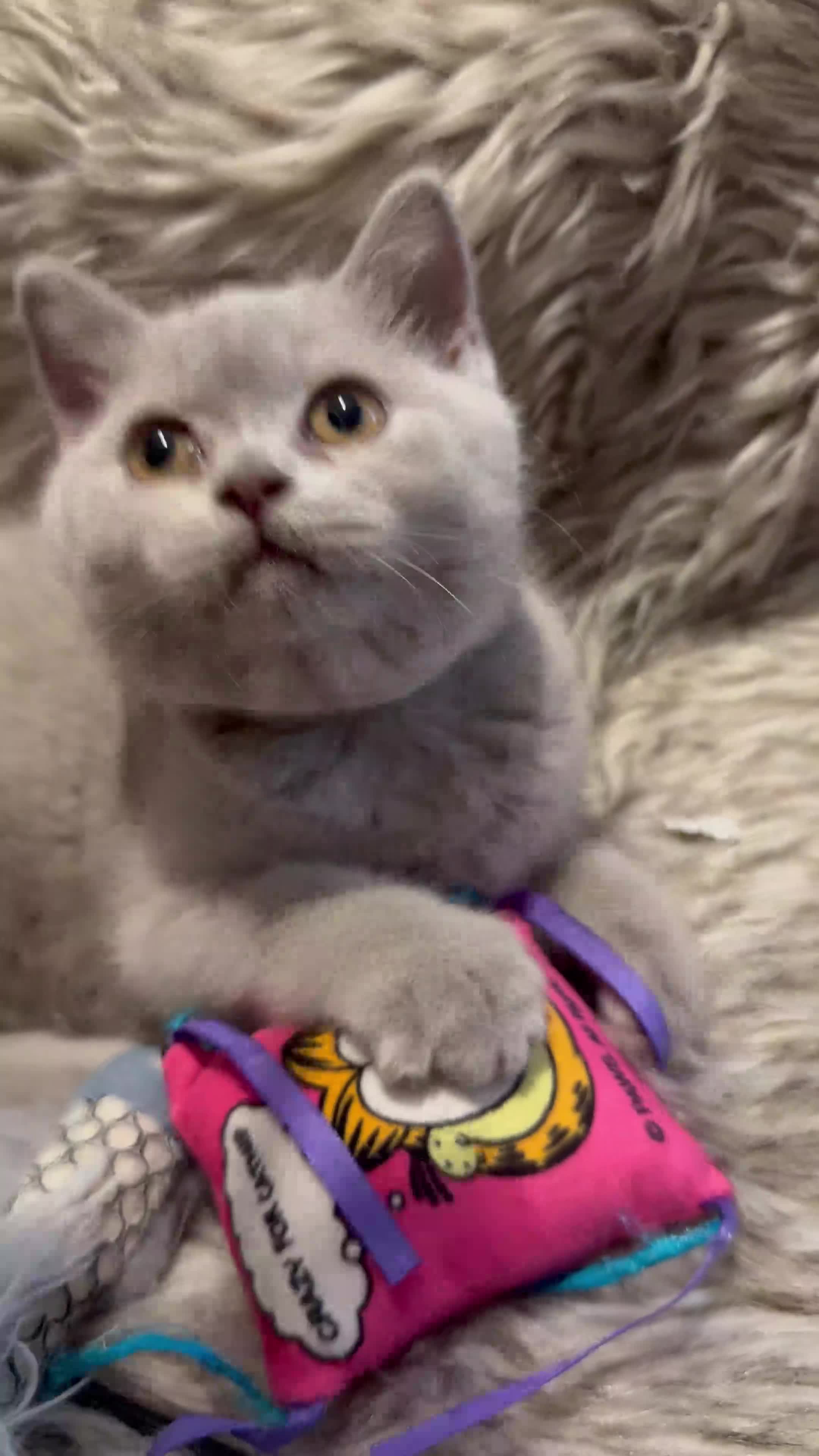 British Shorthair cats for sale: Supreme Champion Line British Shorthair Kittens - Video 1