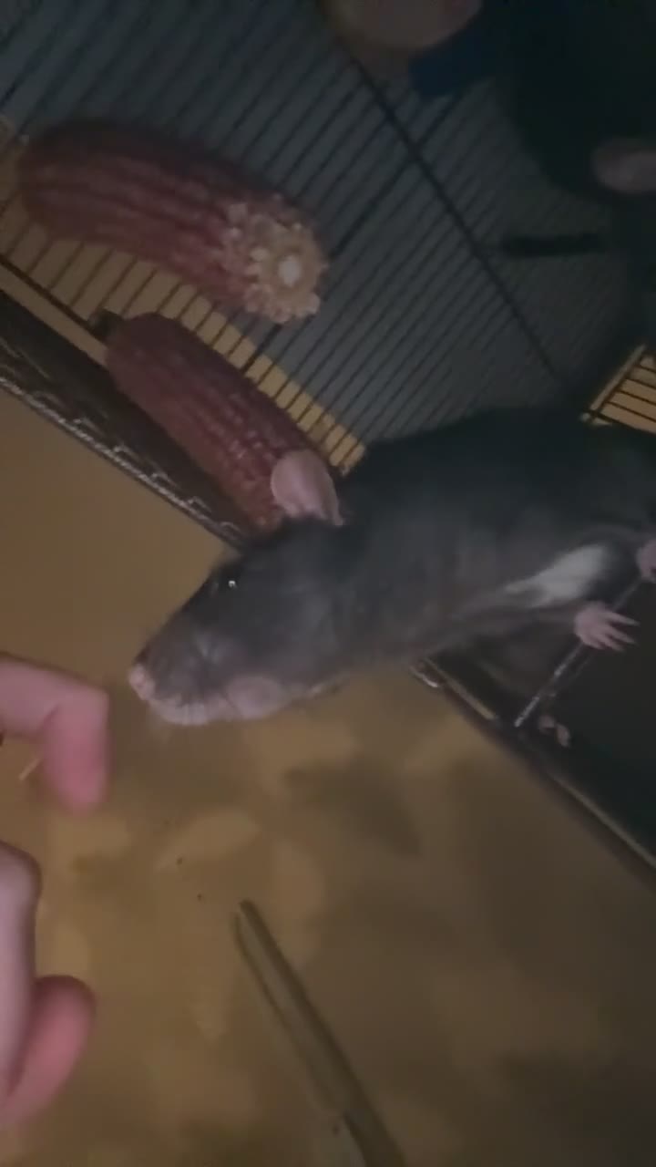 Rat rodents for sale: URGENT rat rehoming - Video 1