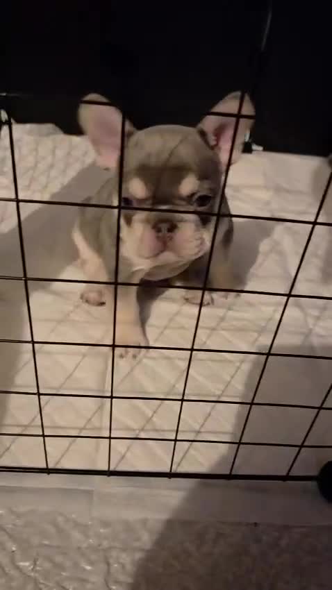 French Bulldog dogs for sale: French Bulldog Puppies  - Video 2