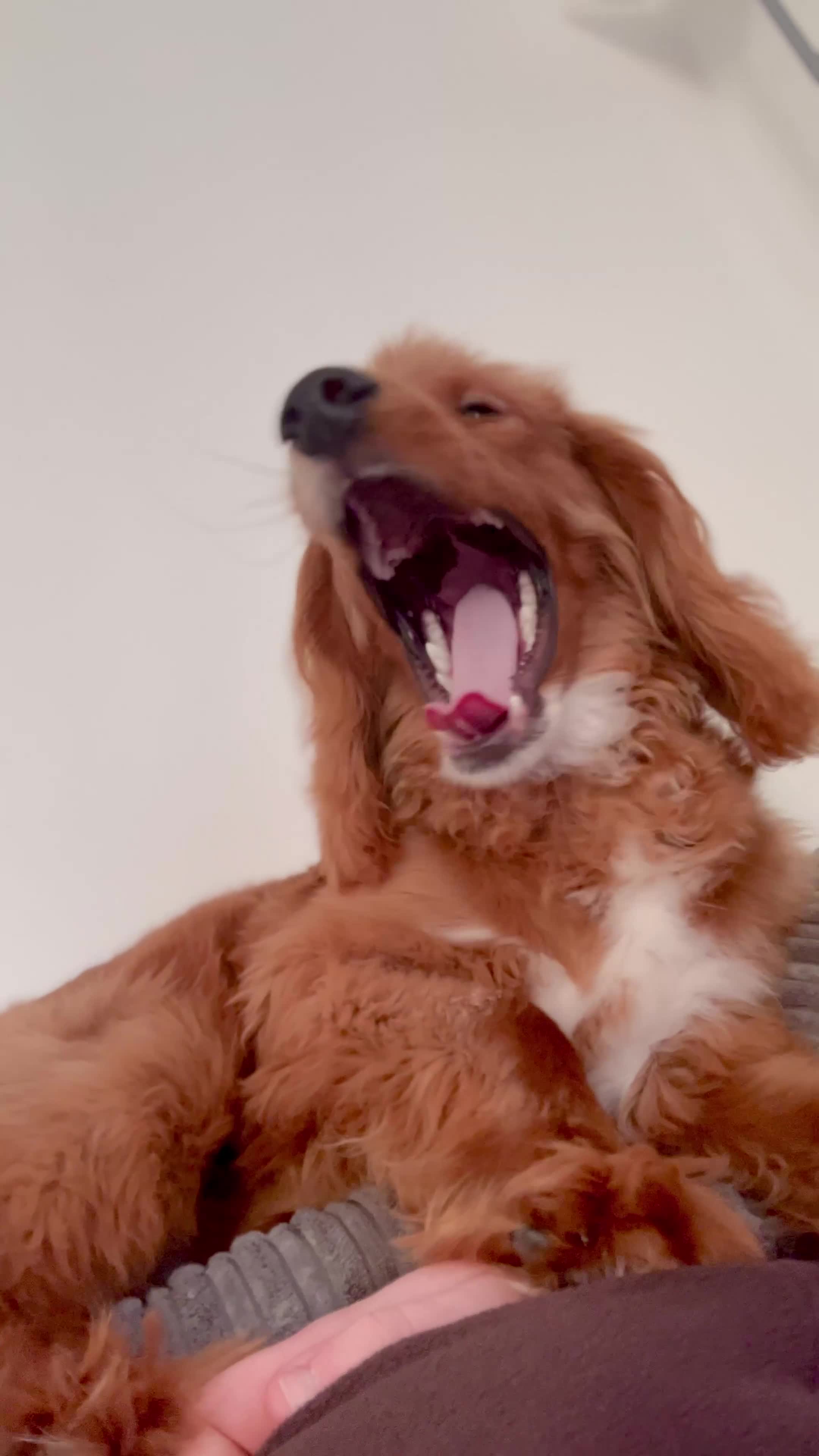 Mixed Breed dogs for sale: Beautiful 8-Month-Old Dog (Rocky)  for Sale in Glasgow - Video 1